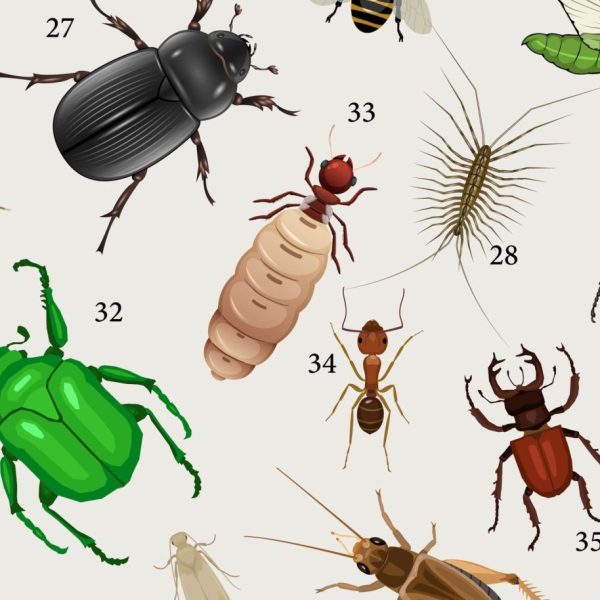 Insect Bug Educational Poster