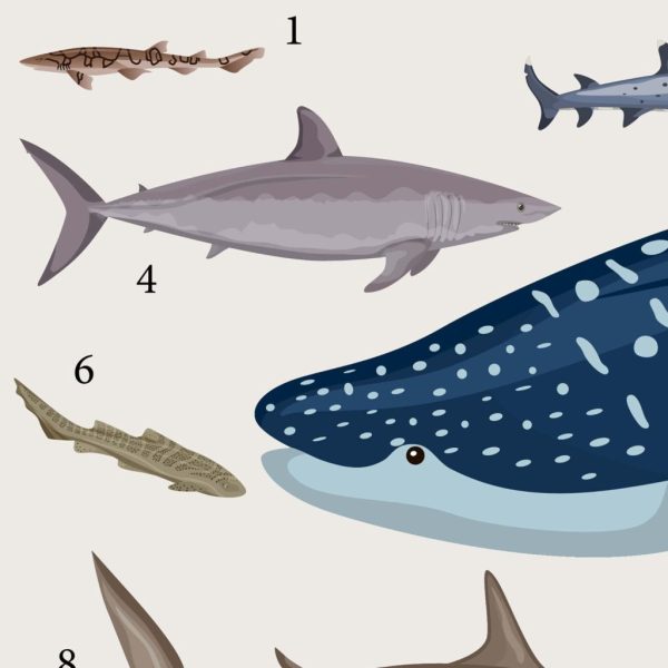 Sharks Educational Poster Ocean Art
